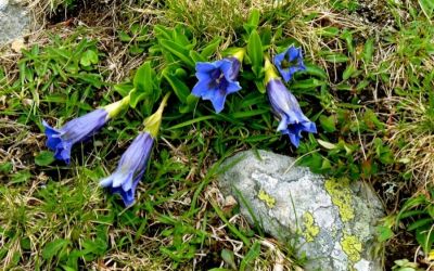 Alpenblumen